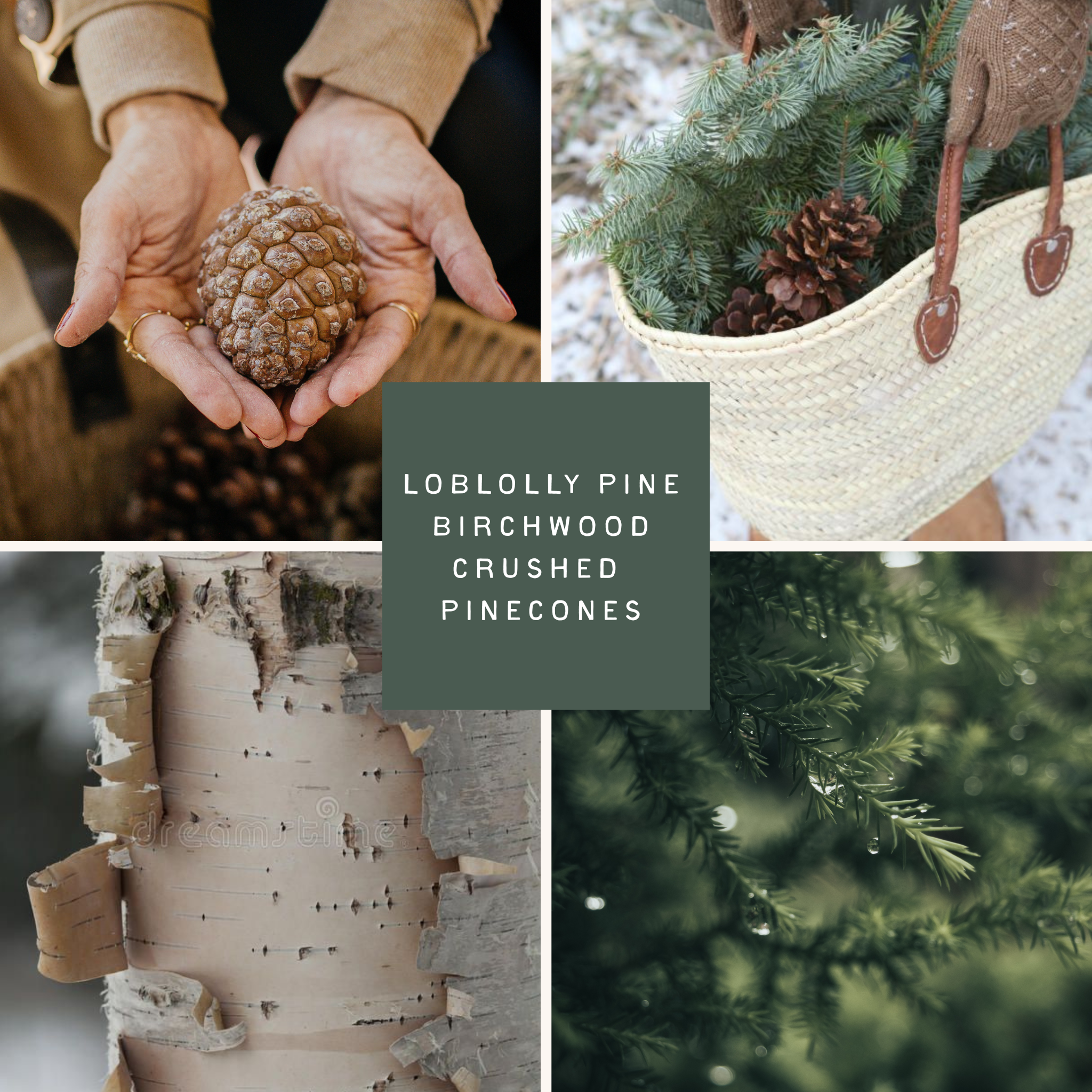 Collage of images featuring loblolly pine, birchwood, crushed pinecones, and a decorative item with text overlay.