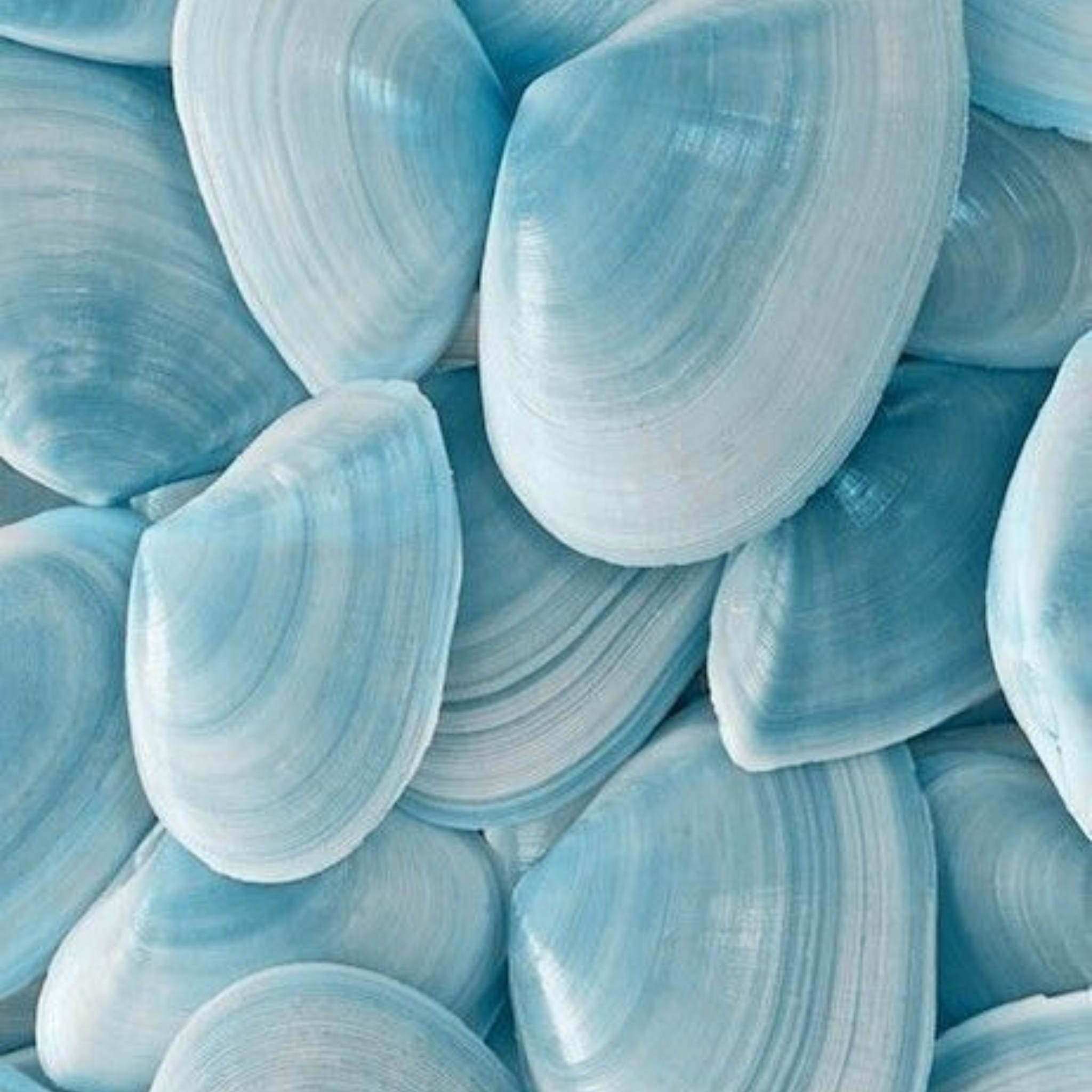Close-up of light blue seashells with a soft focus
