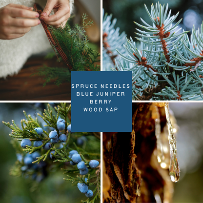 Collage of spruce needles, blue juniper berries, wood sap, and a hand holding a branch.